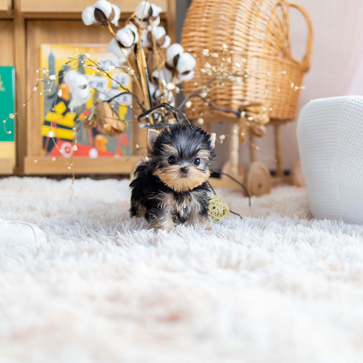 Bentley - Teacup Yorkie Male - Brand's Teacup Puppies.