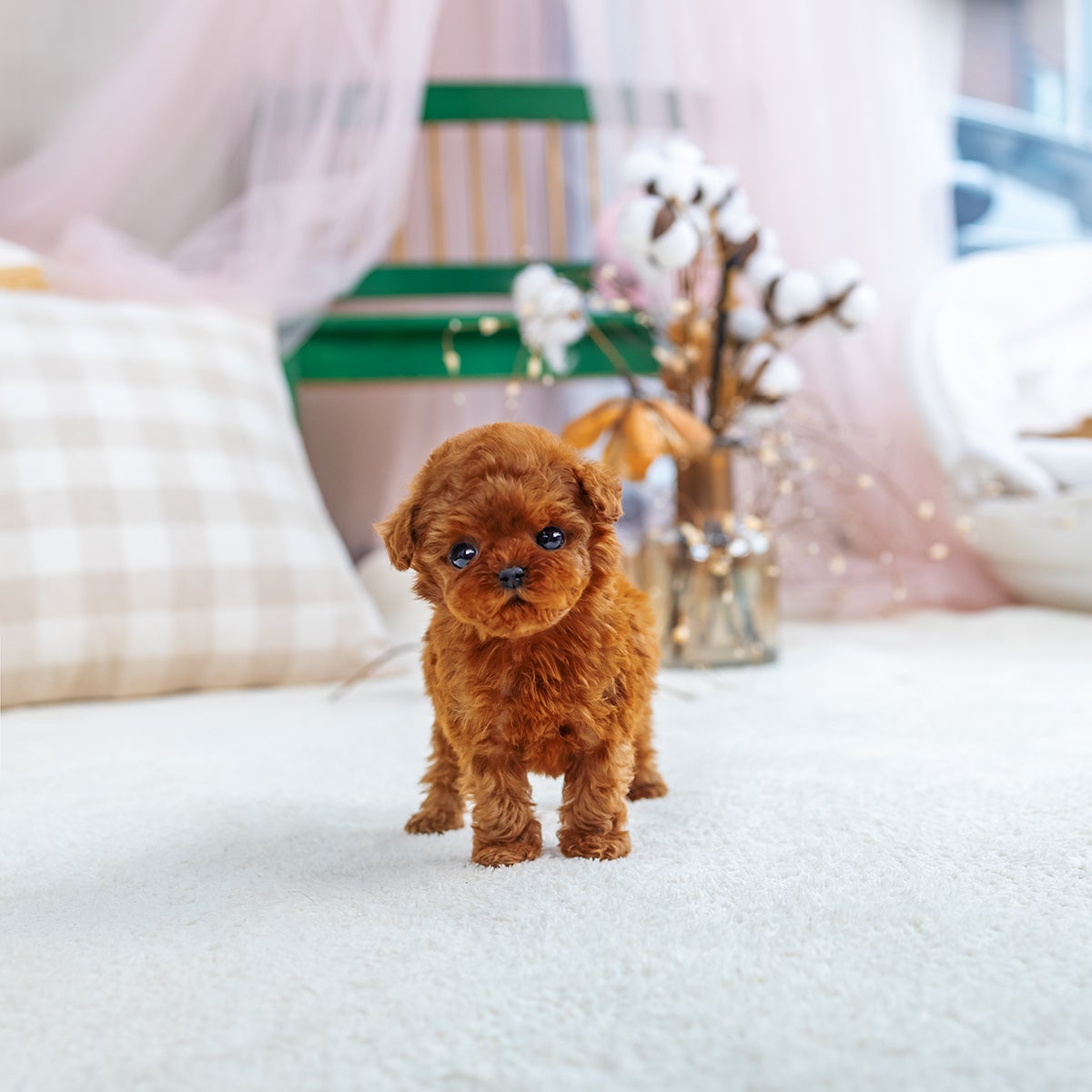 Blush Teacup Poodle Female Brand s Teacup Puppies